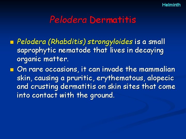 Helminth Pelodera Dermatitis n n Pelodera (Rhabditis) strongyloides is a small saprophytic nematode that Helminth Pelodera Dermatitis n n Pelodera (Rhabditis) strongyloides is a small saprophytic nematode that