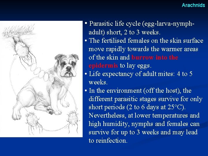 Arachnids • Parasitic life cycle (egg-larva-nymphadult) short, 2 to 3 weeks. • The fertilised Arachnids • Parasitic life cycle (egg-larva-nymphadult) short, 2 to 3 weeks. • The fertilised