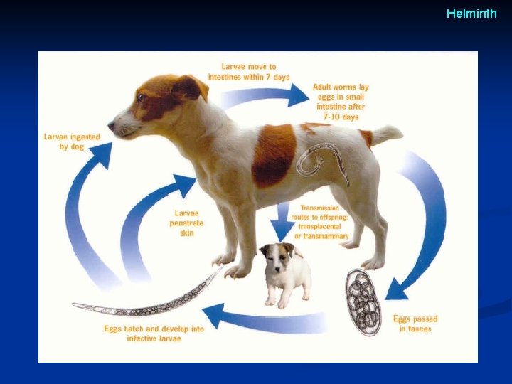 Helminth Helminth