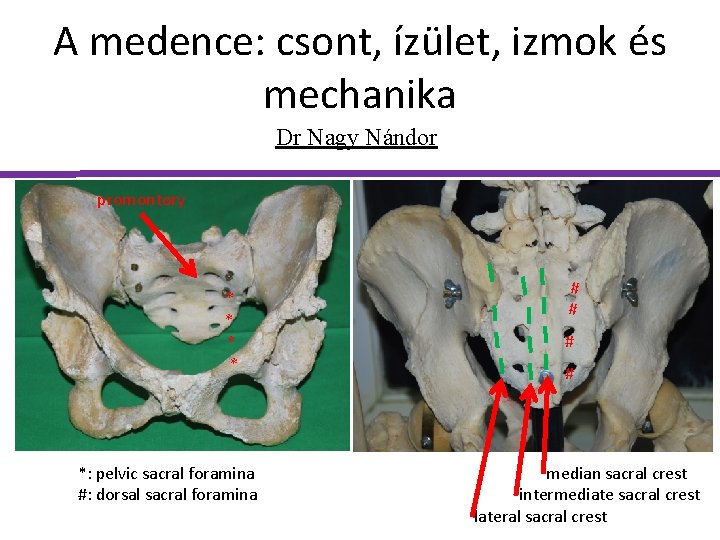 A medence: csont, ízület, izmok és mechanika Dr Nagy Nándor promontory * * *: