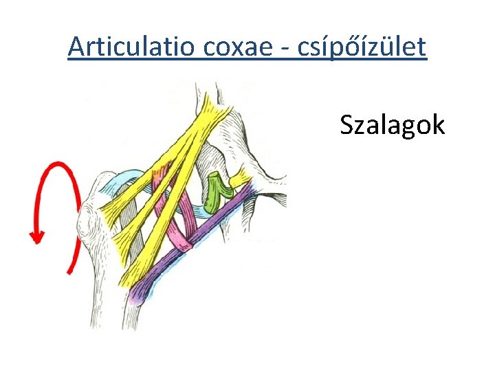 Articulatio coxae - csípőízület Szalagok 