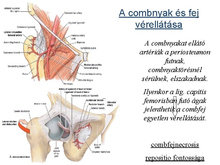 A combnyak és fej vérellátása A combnyakat ellátó artériák a periosteumon futnak, combnyaktörésnél sérülnek,