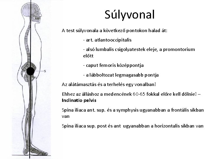 Súlyvonal A test súlyvonala a következő pontokon halad át: - art. atlantooccipitalis - alsó