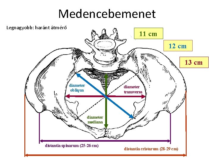 Medencebemenet Legnagyobb: haránt átmérő 11 cm 12 cm 13 cm diameter obliqua diameter transversa