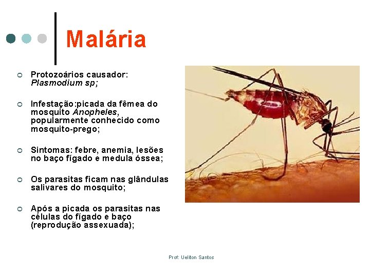 Malária ¢ Protozoários causador: Plasmodium sp; ¢ Infestação: picada da fêmea do mosquito Anopheles,