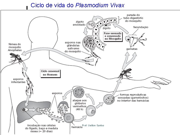 Ciclo de vida do Plasmodium Vivax Prof: Ueliton Santos 