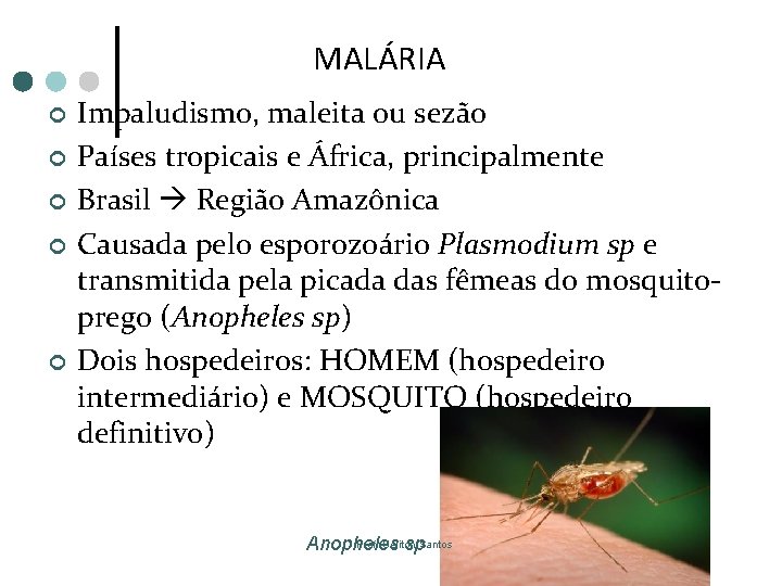MALÁRIA ¢ ¢ ¢ Impaludismo, maleita ou sezão Países tropicais e África, principalmente Brasil