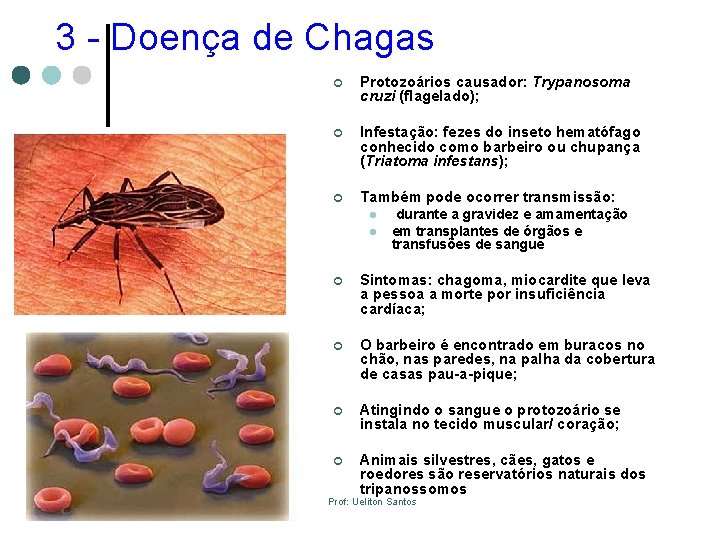 3 - Doença de Chagas ¢ Protozoários causador: Trypanosoma cruzi (flagelado); ¢ Infestação: fezes