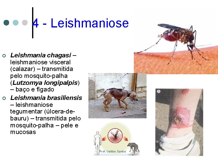 4 - Leishmaniose ¢ ¢ Leishmania chagasi – leishmaniose visceral (calazar) – transmitida pelo