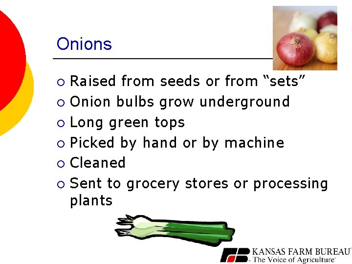 Onions Raised from seeds or from “sets” ¡ Onion bulbs grow underground ¡ Long