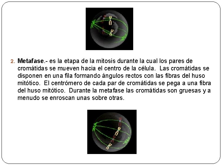 2. Metafase. - es la etapa de la mitosis durante la cual los pares