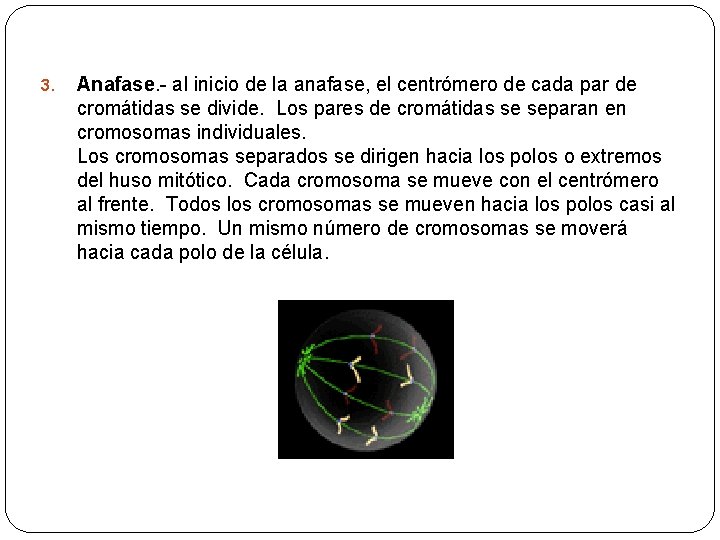 3. Anafase. - al inicio de la anafase, el centrómero de cada par de