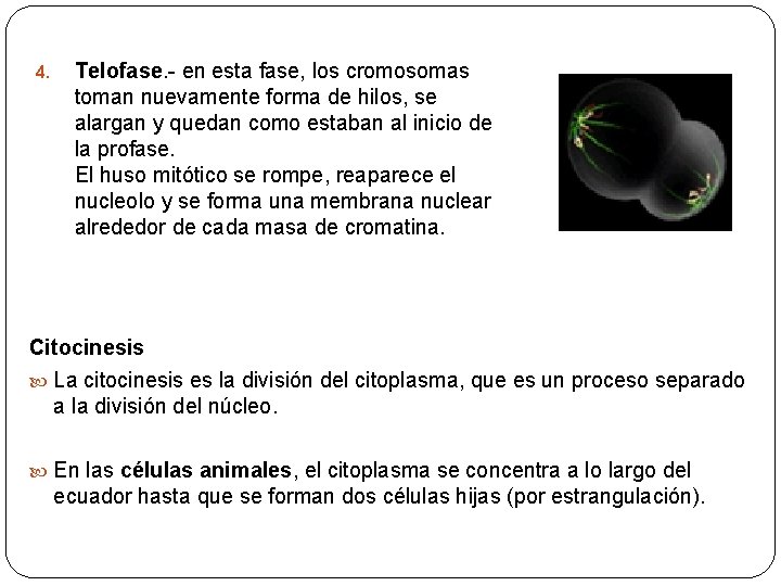 4. Telofase. - en esta fase, los cromosomas toman nuevamente forma de hilos, se