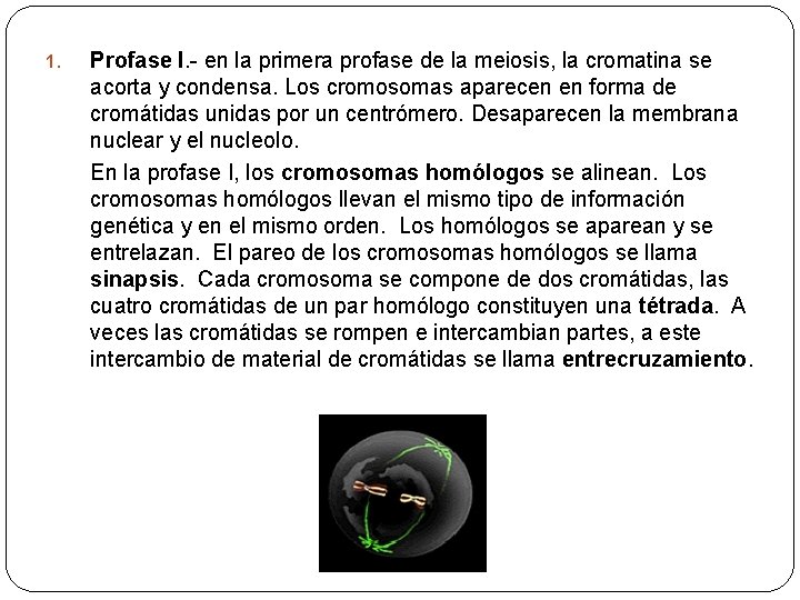 1. Profase I. - en la primera profase de la meiosis, la cromatina se
