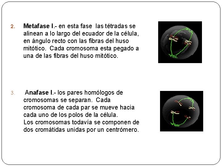 2. Metafase I. - en esta fase las tétradas se alinean a lo largo