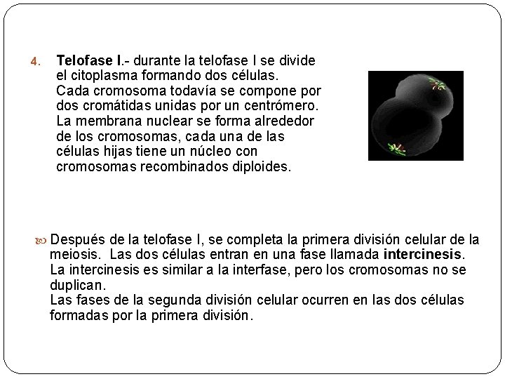 4. Telofase I. - durante la telofase I se divide el citoplasma formando dos