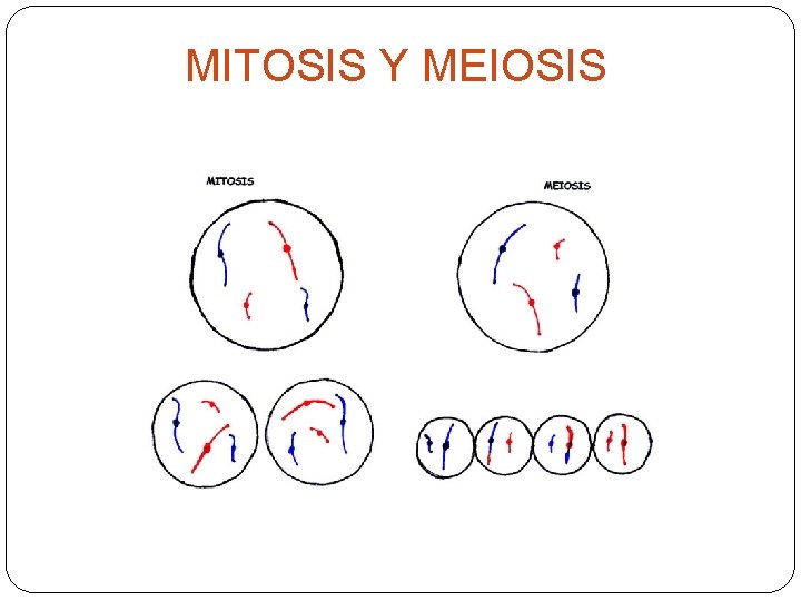 MITOSIS Y MEIOSIS 