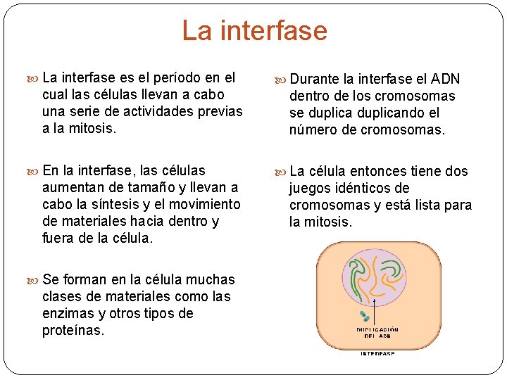 La interfase es el período en el cual las células llevan a cabo una