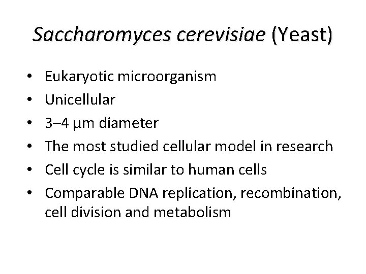 Saccharomyces cerevisiae (Yeast) • • • Eukaryotic microorganism Unicellular 3– 4 µm diameter The