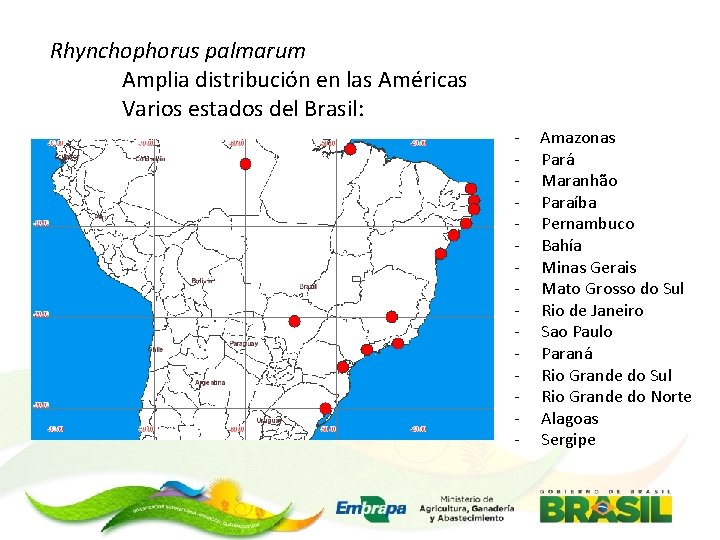 Rhynchophorus palmarum Amplia distribución en las Américas Varios estados del Brasil: - Amazonas Pará