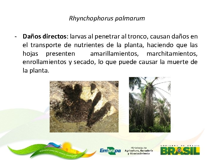 Rhynchophorus palmarum - Daños directos: larvas al penetrar al tronco, causan daños en el