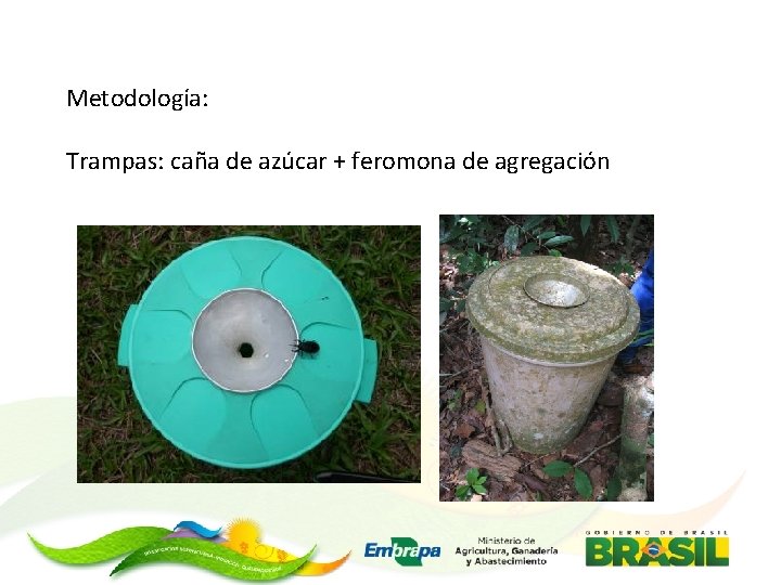 Metodología: Trampas: caña de azúcar + feromona de agregación 