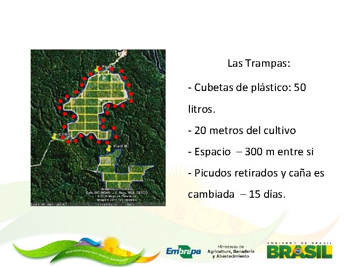 Las Trampas: - Cubetas de plástico: 50 litros. - 20 metros del cultivo -