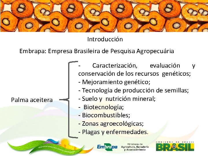 Introducción Embrapa: Empresa Brasileira de Pesquisa Agropecuária Palma aceitera Caracterización, evaluación y conservación de