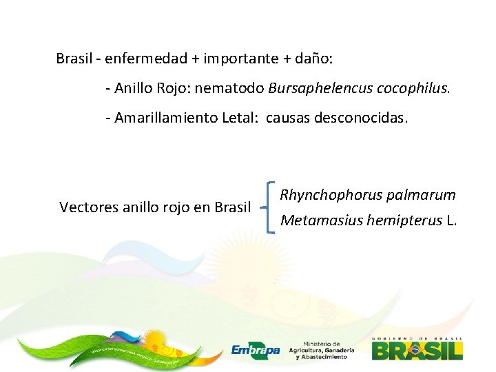 Brasil - enfermedad + importante + daño: - Anillo Rojo: nematodo Bursaphelencus cocophilus. -