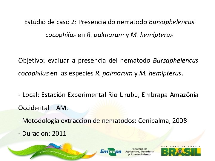 Estudio de caso 2: Presencia do nematodo Bursaphelencus cocophilus en R. palmarum y M.