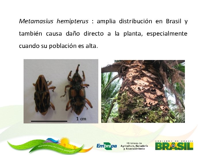 Metamasius hemipterus : amplia distribución en Brasil y también causa daño directo a la