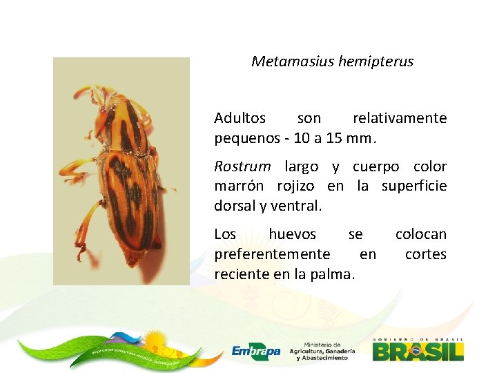 Metamasius hemipterus Adultos son relativamente pequenos - 10 a 15 mm. Rostrum largo y
