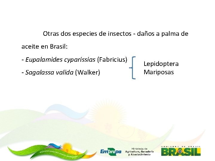 Otras dos especies de insectos - daños a palma de aceite en Brasil: -