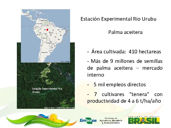 Estación Experimental Rio Urubu Palma aceitera - Área cultivada: 410 hectareas - Más de