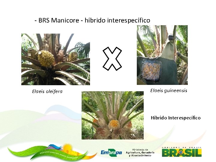 - BRS Manicore - híbrido interespecífico Elaeis oleifera Elaeis guineensis Híbrido Interespecífico 
