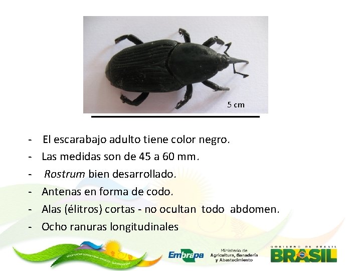 5 cm - El escarabajo adulto tiene color negro. Las medidas son de 45
