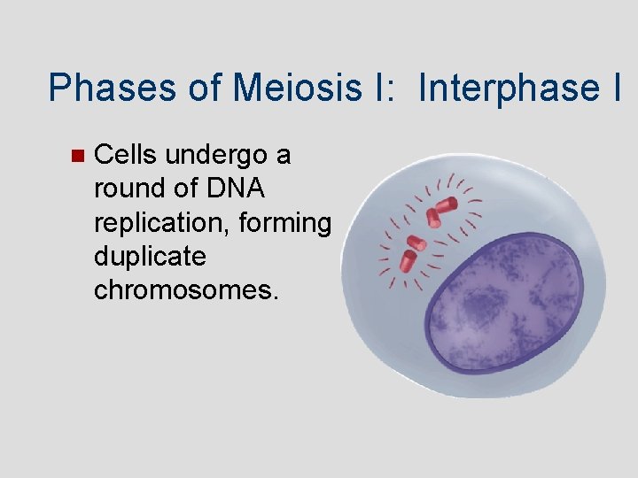 Phases of Meiosis I: Interphase I Cells undergo a round of DNA replication, forming Phases of Meiosis I: Interphase I Cells undergo a round of DNA replication, forming