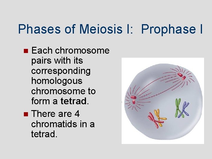 Phases of Meiosis I: Prophase I Each chromosome pairs with its corresponding homologous chromosome