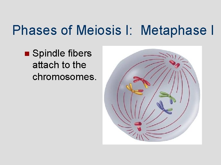 Phases of Meiosis I: Metaphase I Spindle fibers attach to the chromosomes. 