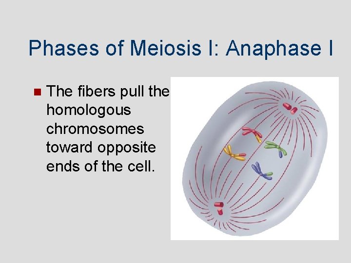 Phases of Meiosis I: Anaphase I The fibers pull the homologous chromosomes toward opposite Phases of Meiosis I: Anaphase I The fibers pull the homologous chromosomes toward opposite