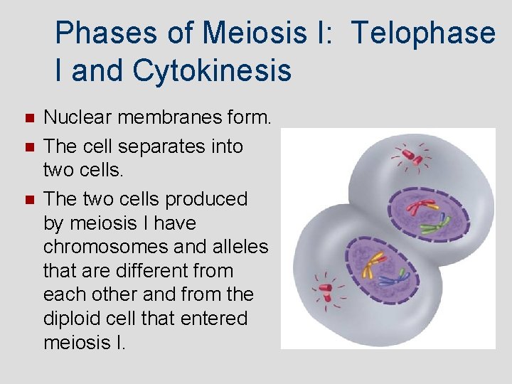 Phases of Meiosis I: Telophase I and Cytokinesis Nuclear membranes form. The cell separates