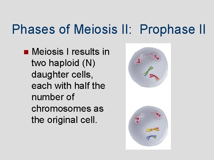 Phases of Meiosis II: Prophase II Meiosis I results in two haploid (N) daughter