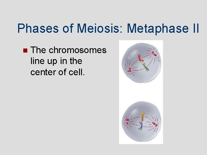 Phases of Meiosis: Metaphase II The chromosomes line up in the center of cell.