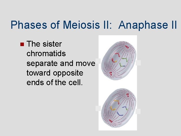 Phases of Meiosis II: Anaphase II The sister chromatids separate and move toward opposite