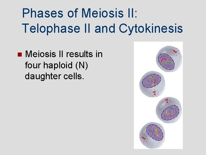 Phases of Meiosis II: Telophase II and Cytokinesis Meiosis II results in four haploid