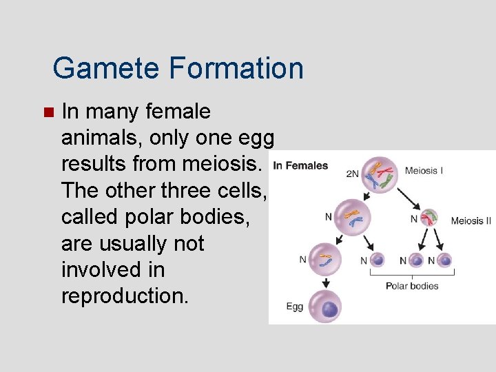 Gamete Formation In many female animals, only one egg results from meiosis. The other