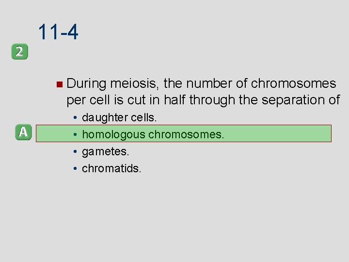 11 -4 During meiosis, the number of chromosomes per cell is cut in half