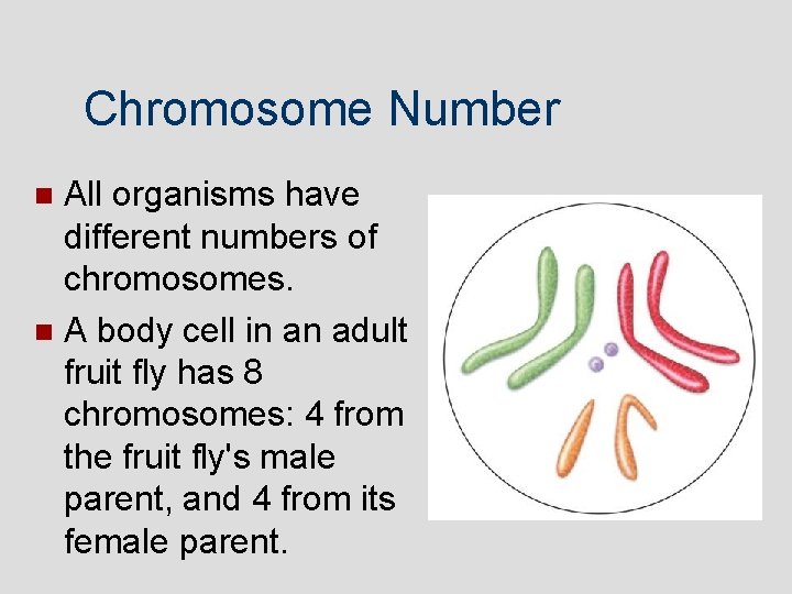 Chromosome Number All organisms have different numbers of chromosomes. A body cell in an Chromosome Number All organisms have different numbers of chromosomes. A body cell in an
