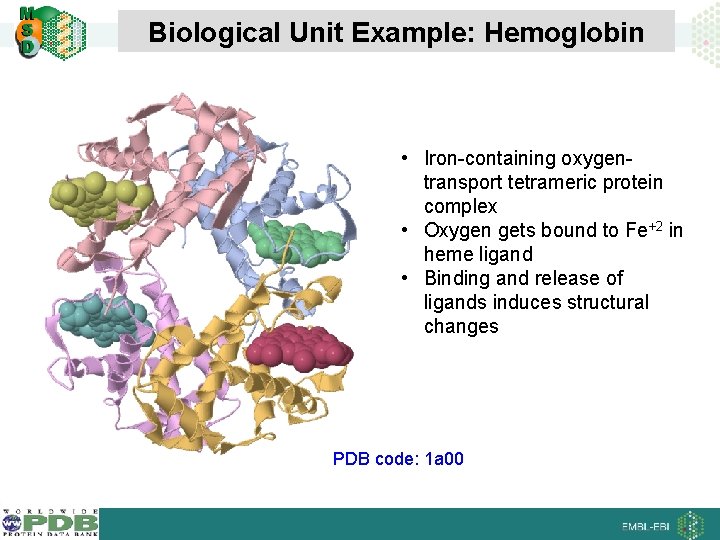 Biological Unit Example: Hemoglobin • Iron-containing oxygentransport tetrameric protein complex • Oxygen gets bound