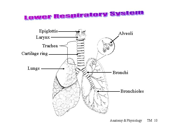 Epiglottis Larynx Alveoli Trachea Cartilage ring Lungs Bronchioles Anatomy & Physiology TM 10 